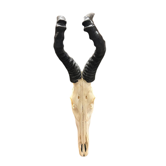Real Red Hartebeest Skull – African Antelope European Mount (32" Tall). Huge Male Hartebeest Antelope Skull
