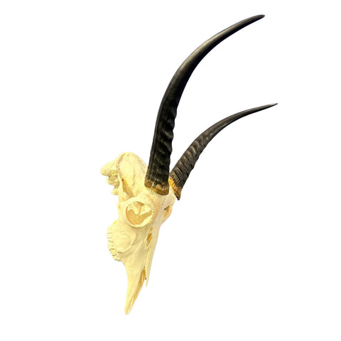 Real Reedbuck Skull with Horns – Real African Antelope Skull - Wall Art Decor (20x12.5x12.5") - Common Reedbuck Skull