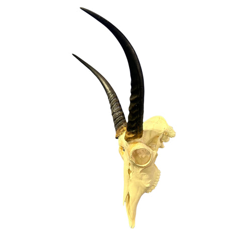 Real Reedbuck Skull with Horns – Real African Antelope Skull - Wall Art Decor (20x12.5x12.5") - Common Reedbuck Skull