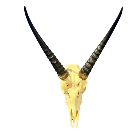 Real Reedbuck Skull with Horns – Real African Antelope Skull - Wall Art Decor (20x12.5x12.5") - Common Reedbuck Skull
