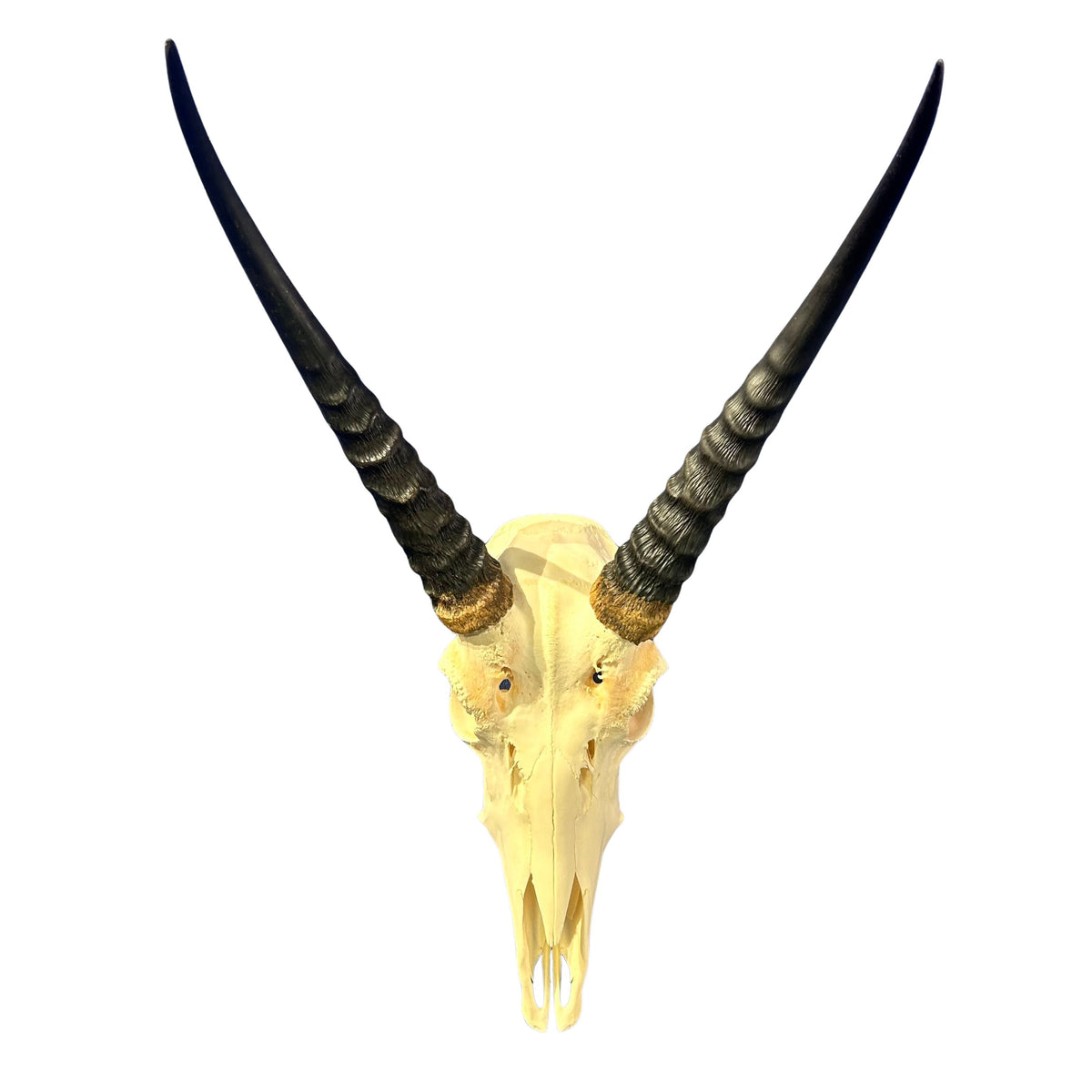 Real Reedbuck Skull with Horns – Real African Antelope Skull - Wall Art Decor (20x12.5x12.5") - Common Reedbuck Skull