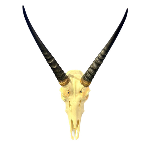 Real Reedbuck Skull with Horns – Real African Antelope Skull - Wall Art Decor (20x12.5x12.5") - Common Reedbuck Skull
