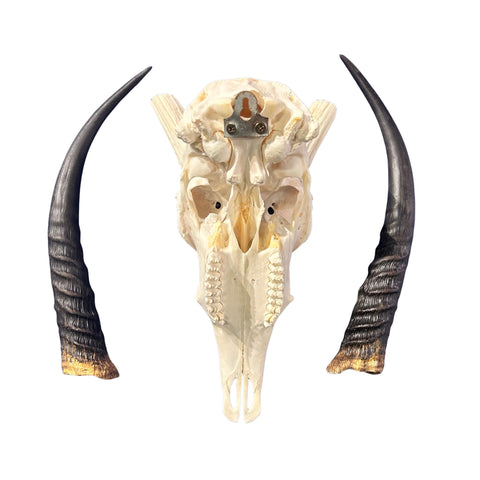 Real Reedbuck Skull with Horns – Real African Antelope Skull - Wall Art Decor (20x12.5x12.5") - Common Reedbuck Skull