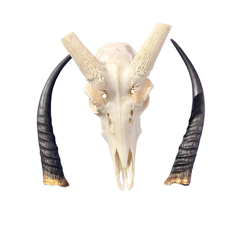 Real Reedbuck Skull with Horns – Real African Antelope Skull - Wall Art Decor (20x12.5x12.5") - Common Reedbuck Skull