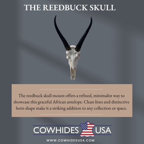 Reedbuck Skull - Real Waterbuck Antelope Skull with metal bracket Wall Art African Decor | 16L”X11DX12W" inches - 11" Horns Taxidermy Skull