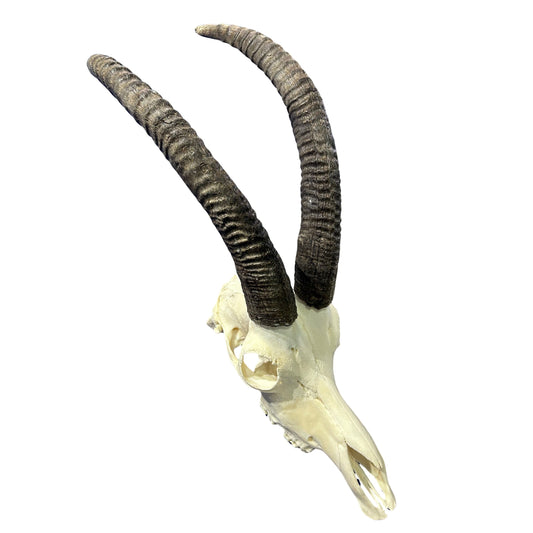 Roan Skull - Real African Roan Antelope Horns & skull 34X12X16"