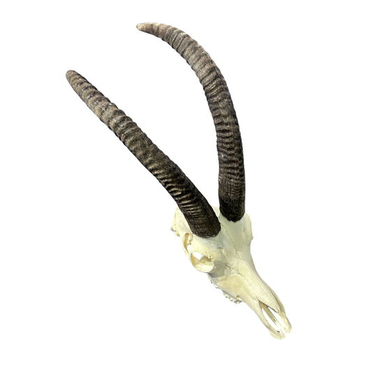 Roan Skull - Real African Roan Antelope Horns & skull 34X12X16"