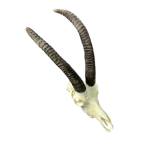 Roan Skull - Real African Roan Antelope Horns & skull 34X12X16"