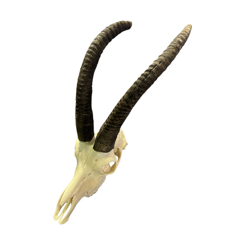 Roan Skull - Real African Roan Antelope Horns & skull 34X12X16"
