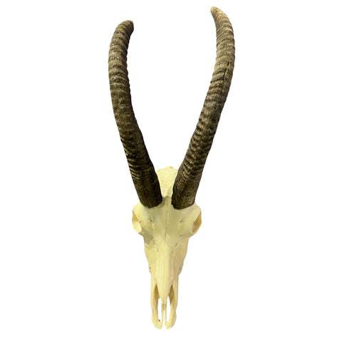 Roan Skull - Real African Roan Antelope Horns & skull 34X12X16"