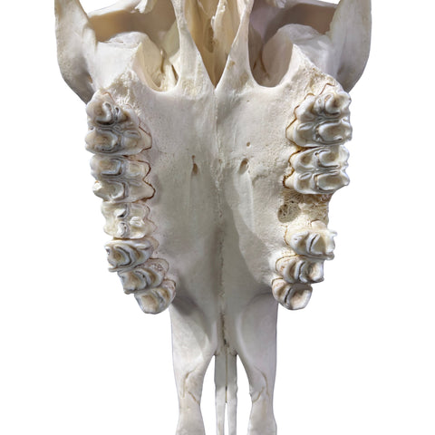 Roan Skull - Real African Roan Antelope Horns & skull 34X12X16"