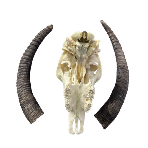 Roan Skull - Real African Roan Antelope Horns & skull 34X12X16"