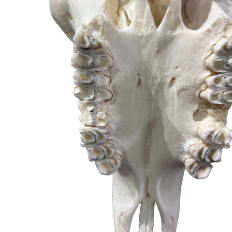 Roan Skull - Real African Roan Antelope Horns & skull 34X12X16"