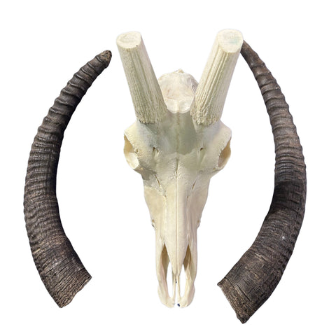 Roan Skull - Real African Roan Antelope Horns & skull 34X12X16"