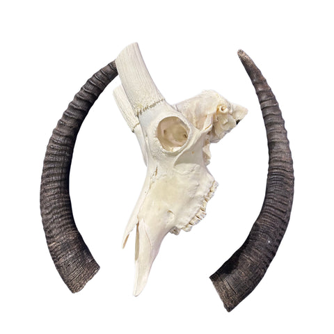 Roan Skull - Real African Roan Antelope Horns & skull 34X12X16"