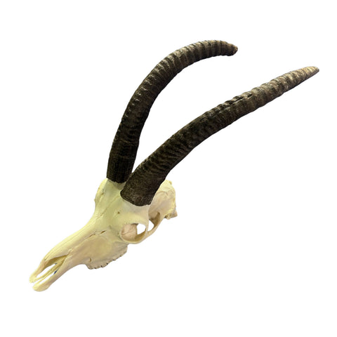 Roan Skull - Real African Roan Antelope Horns & skull 34X12X16"