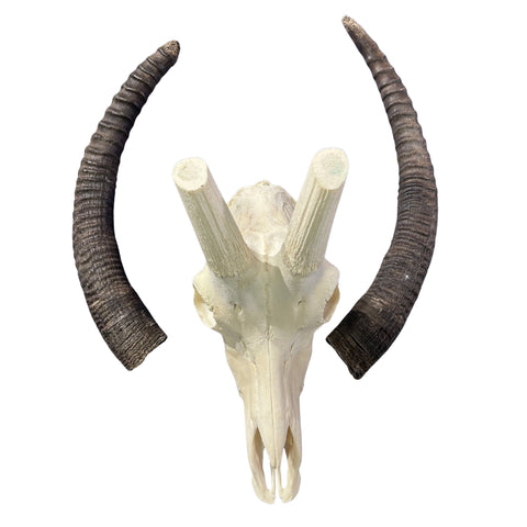 Roan Skull - Real African Roan Antelope Horns & skull 34X12X16"