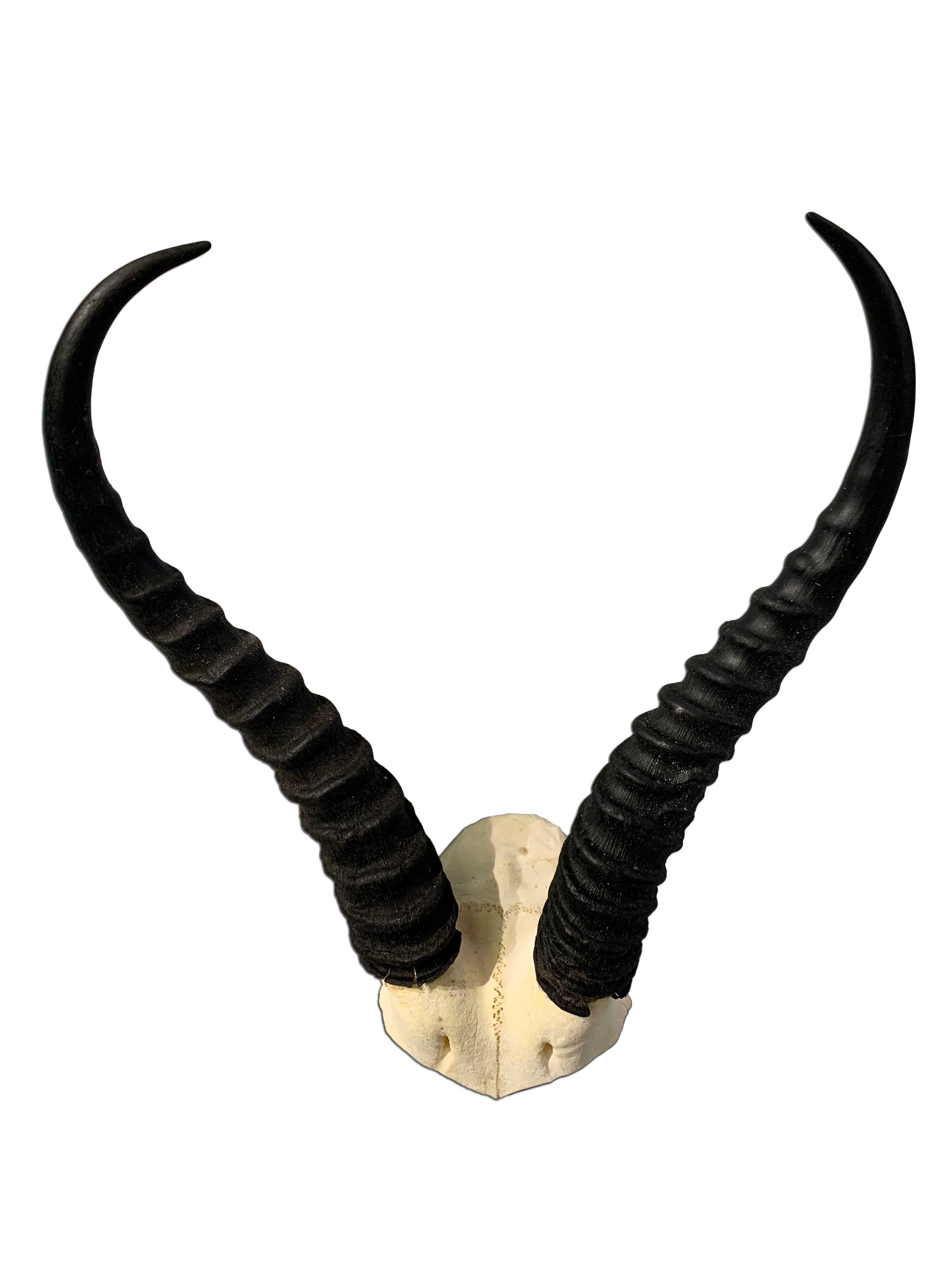 Springbok Skull V-shape, Real Springbok Skull (skull cap only) with detachable horns