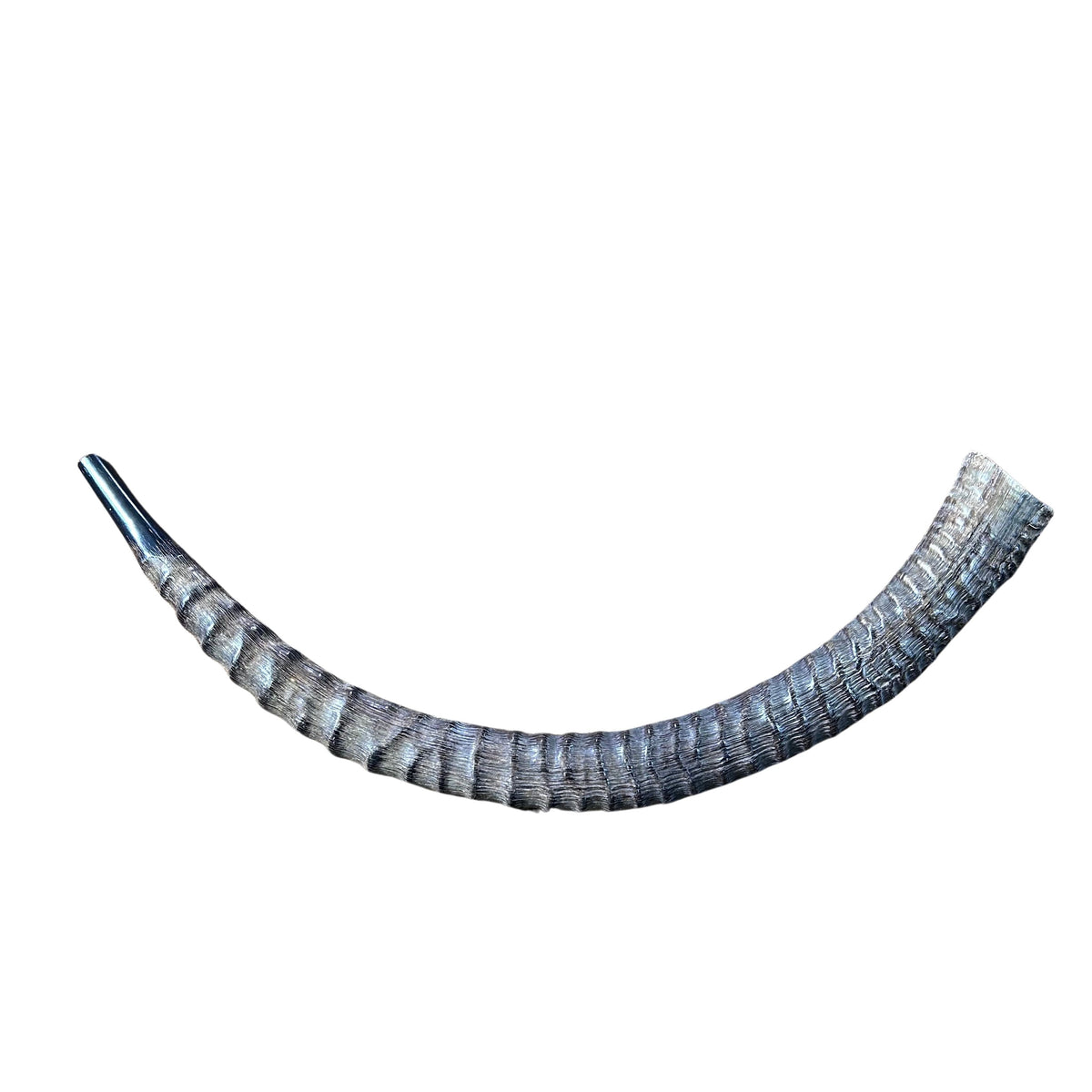 Shofar ou trompette en corne de zibeline, Shofar en antilope africaine taille XXXL (légèrement poli - Taille : environ 39" (mesuré autour des boucles)