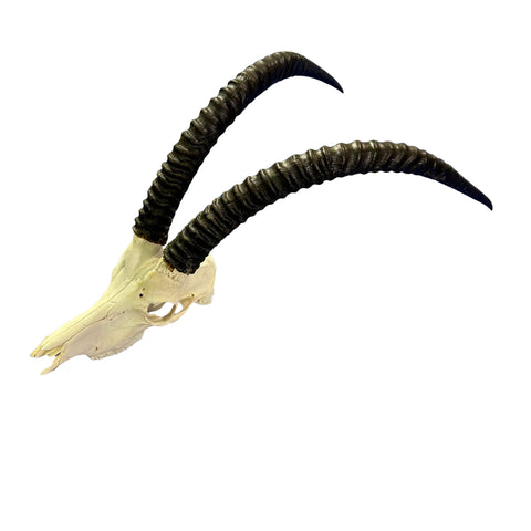 Sable Skull 35"- Deer Skull - Real African Antelope Horns & skull 38x19x16”