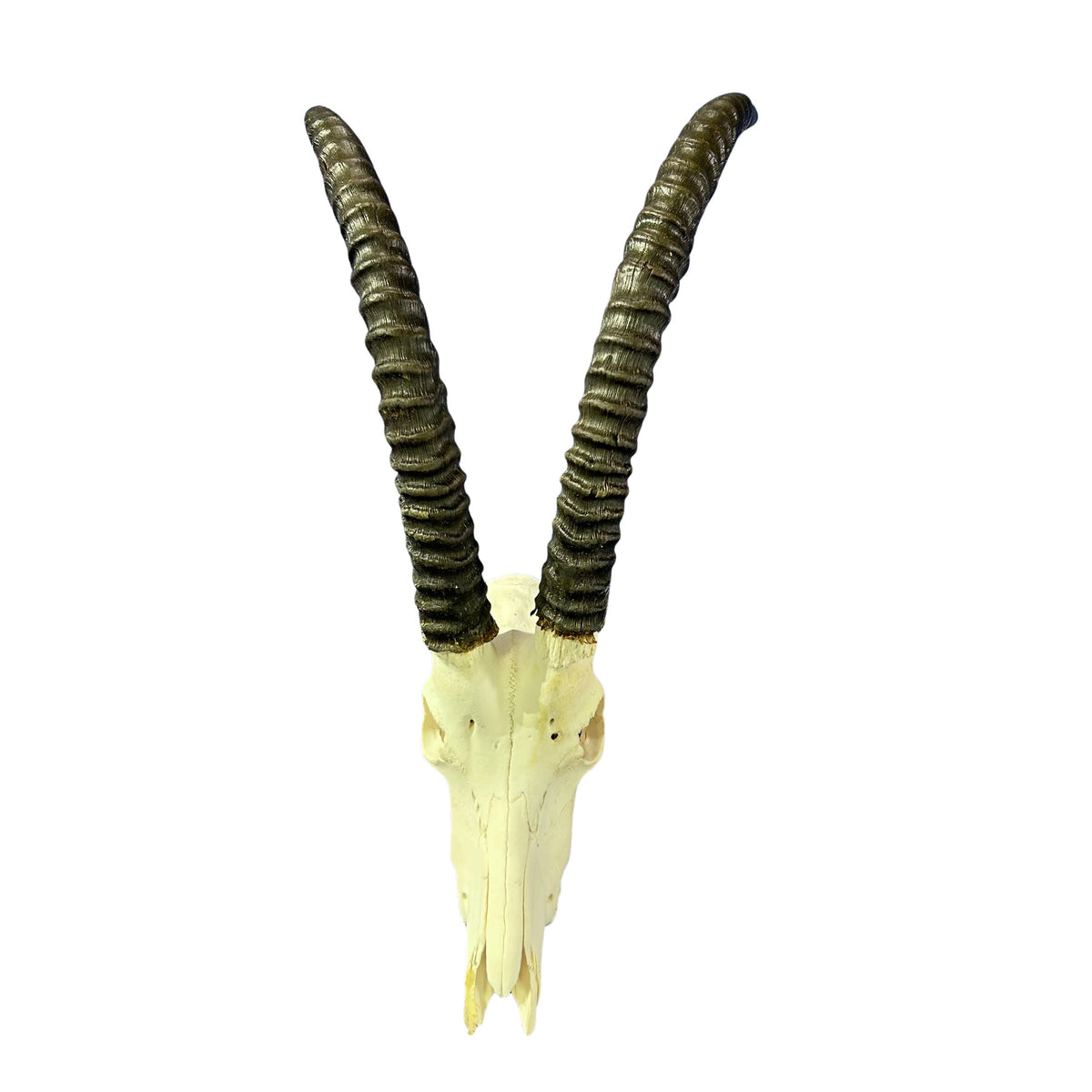 Sable Skull 35"- Deer Skull - Real African Antelope Horns & skull 38x19x16”