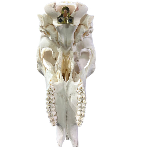 Sable Skull 35"- Deer Skull - Real African Antelope Horns & skull 38x19x16”