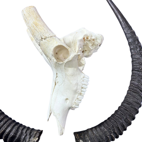 Sable Skull 35"- Deer Skull - Real African Antelope Horns & skull 38x19x16”