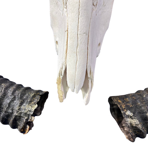 Sable Skull 35"- Deer Skull - Real African Antelope Horns & skull 38x19x16”
