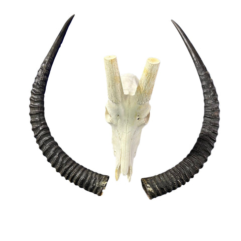 Sable Skull 35"- Deer Skull - Real African Antelope Horns & skull 38x19x16”