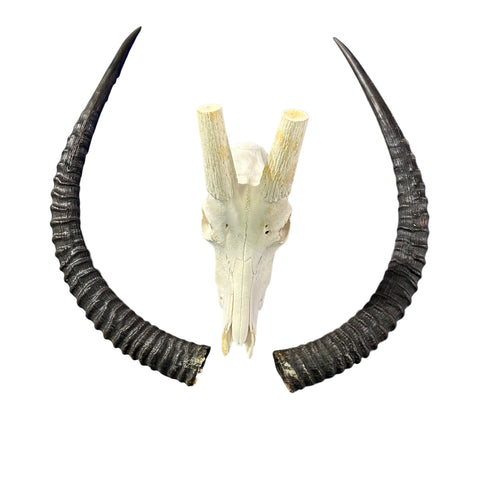 Sable Skull 35"- Deer Skull - Real African Antelope Horns & skull 38x19x16”