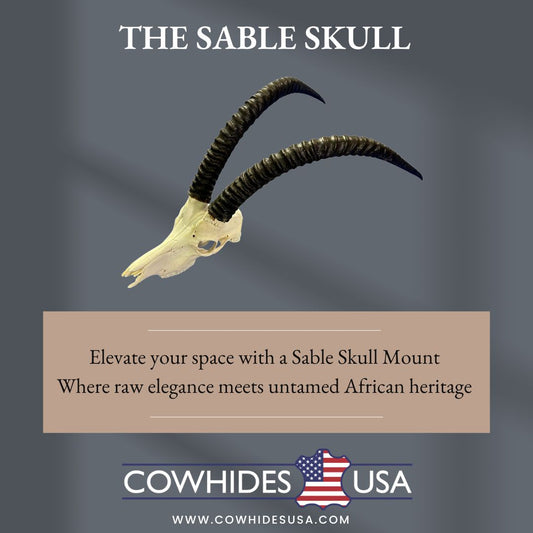 Sable Skull 35"- Deer Skull - Real African Antelope Horns & skull 38x19x16”