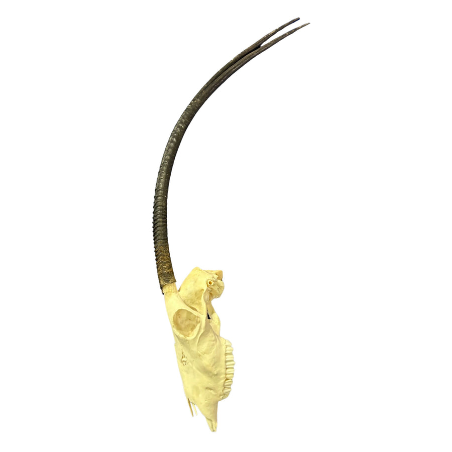 Oryx Skull - Real African Antelope Horns + Real Gemsbok Skull (35.5" horns)
