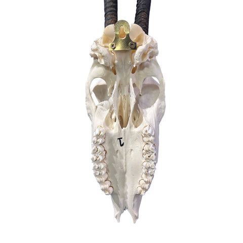 Oryx Skull - Real African Antelope Horns + Real Gemsbok Skull (35.5" horns)