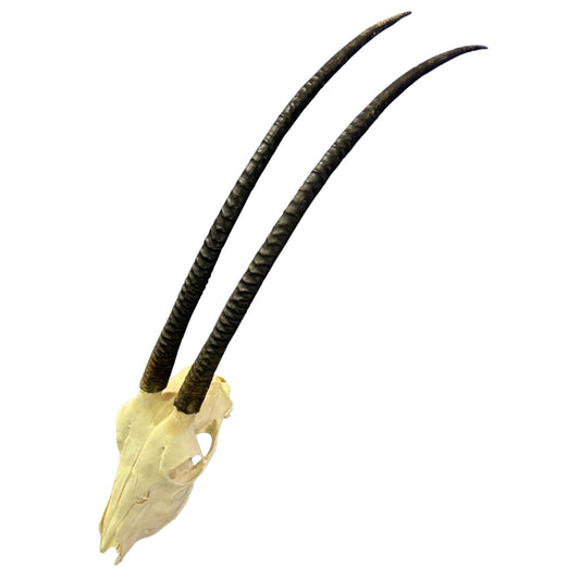 Oryx Skull - Real African Antelope Horns + Real Gemsbok Skull (35.5" horns)