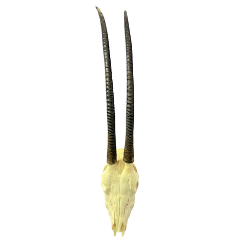 Oryx Skull - Real African Antelope Horns + Real Gemsbok Skull (35.5" horns)