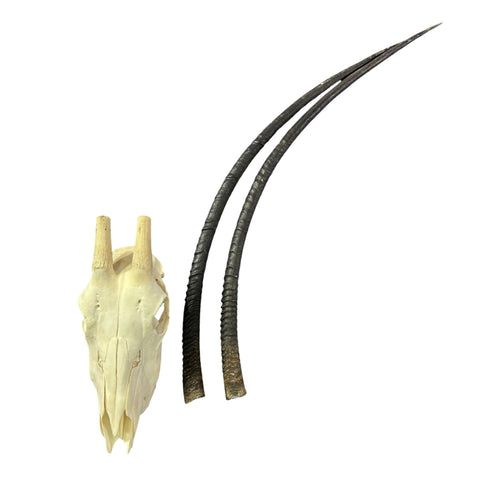 Oryx Skull - Real African Antelope Horns + Real Gemsbok Skull (35.5" horns)
