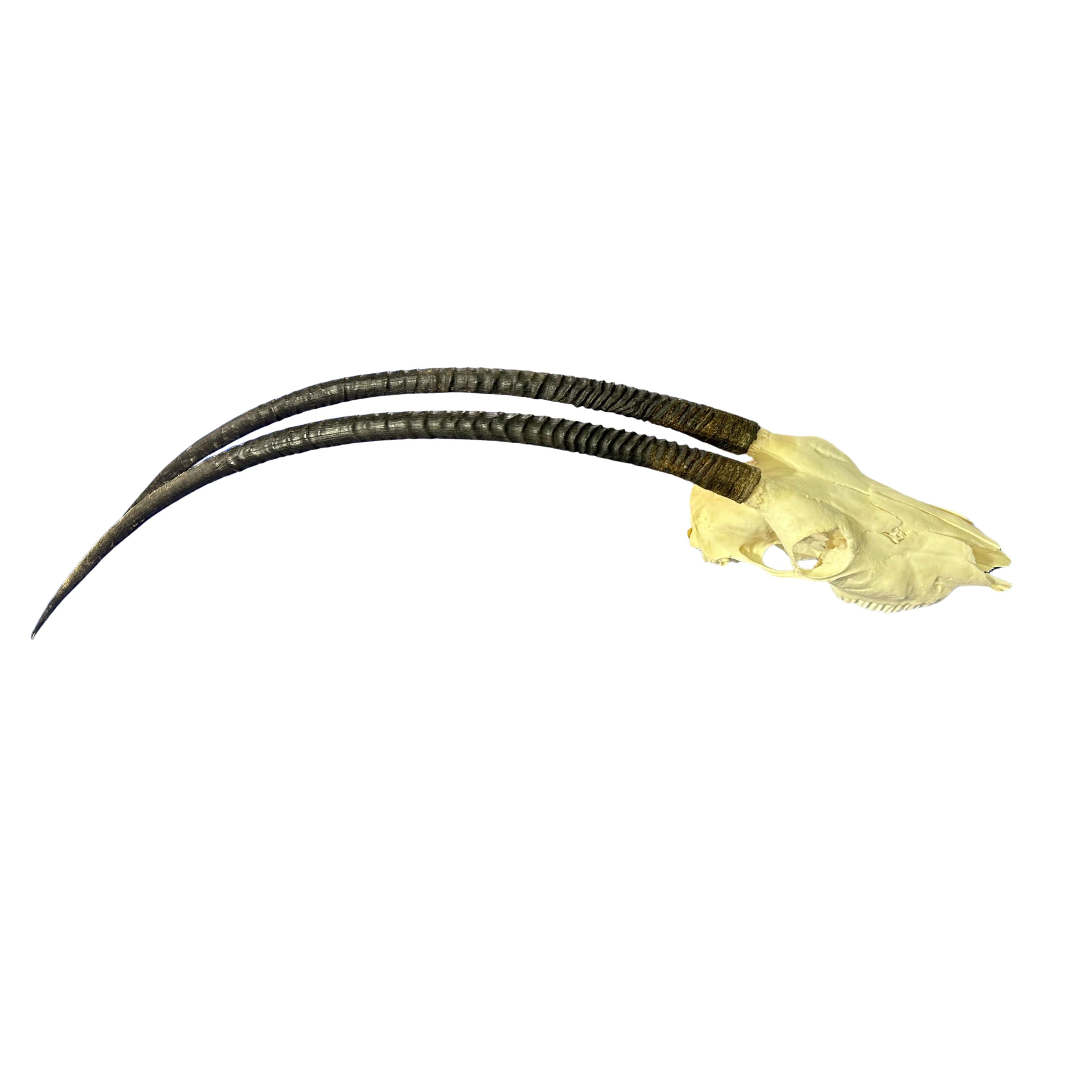 Real Oryx Skull Cap - Genuine Gemsbok Skull – Cowhides USA