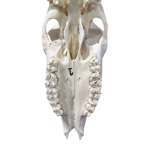Oryx Skull - Real African Antelope Horns + Real Gemsbok Skull (35.5" horns)