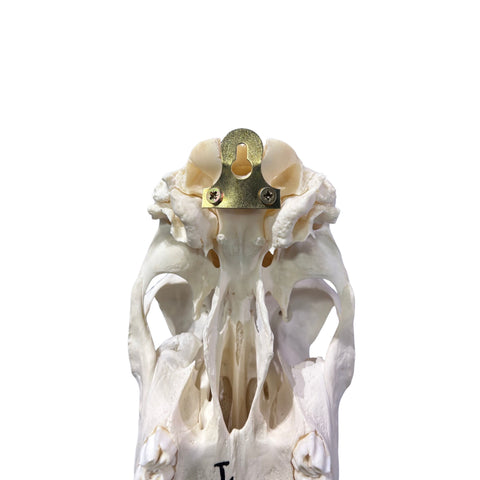 Oryx Skull - Real African Antelope Horns + Real Gemsbok Skull (35.5" horns)