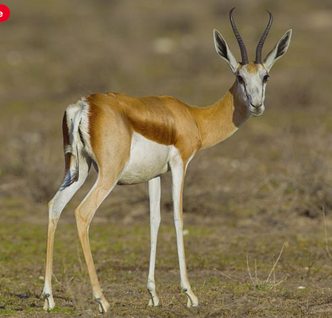 Female Springbok Skull - Deer Skull - Real African Antelope Horns - African Springbok Antelope Skull Approx Size: 15HX9WX5D inches