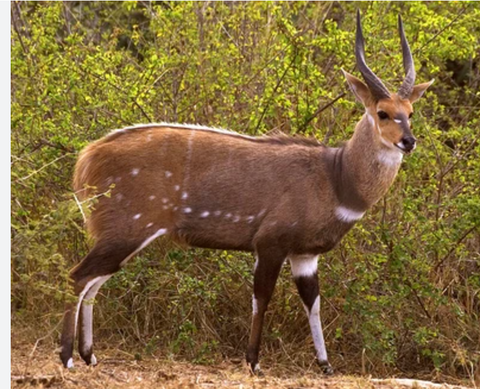 CRÂNE DE BUCK Cornes d'antilope CRÂNE D'ANIMAL TAXIDERMIE SAFARI Crâne de bushbuck