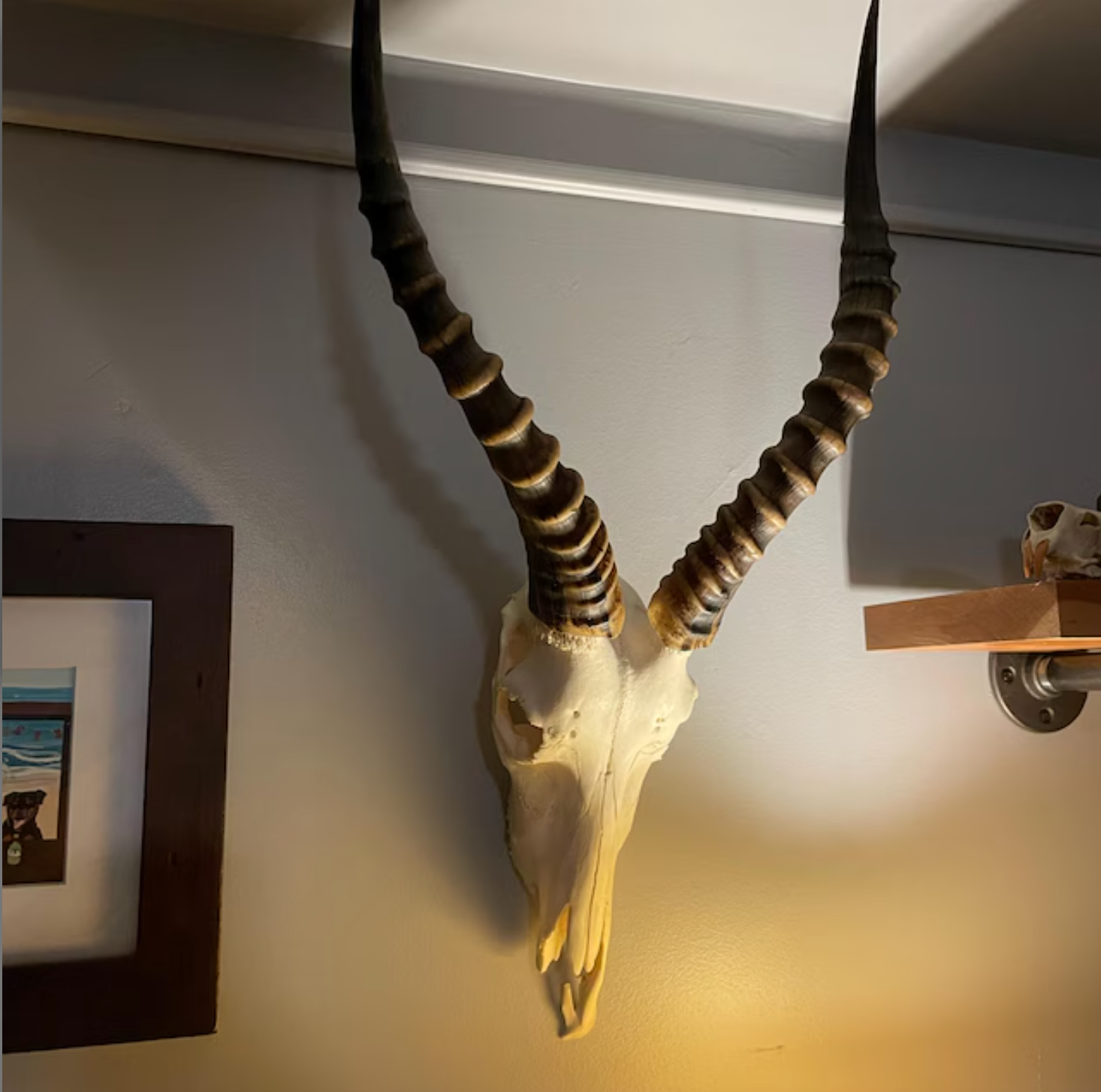 Blesbok Skull – Cowhides USA Blesbok Skull – Cowhides USA