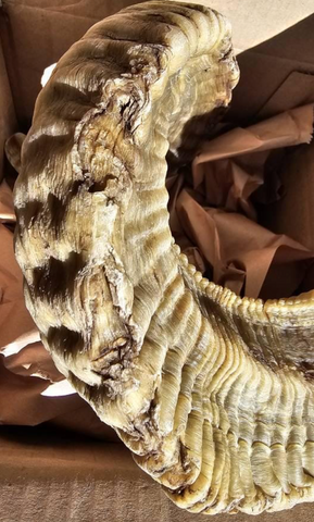 Ram Horn Merino - Genuine Merino Horn Arts and Crafts Antler- Around 25" long Yemenite Ram Horn for Making Shofar - Koshar Made Judaica
