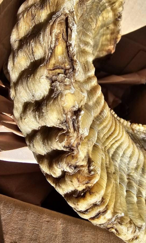 Ram Horn Merino - Genuine Merino Horn Arts and Crafts Antler- Around 25" long Yemenite Ram Horn for Making Shofar - Koshar Made Judaica