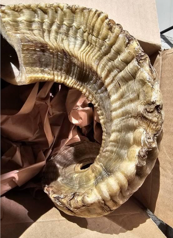Ram Horn Merino - Genuine Merino Horn Arts and Crafts Antler- Around 25" long Yemenite Ram Horn for Making Shofar - Koshar Made Judaica