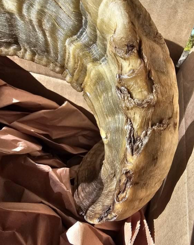 Ram Horn Merino - Genuine Merino Horn Arts and Crafts Antler- Around 25" long Yemenite Ram Horn for Making Shofar - Koshar Made Judaica