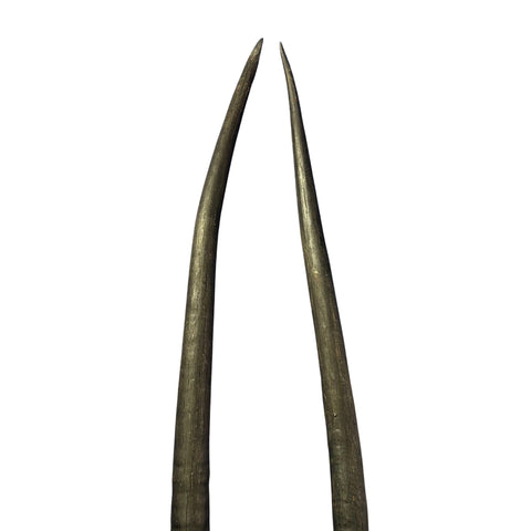 2 Real Oryx Horns - 2 Genuine Gemsbok Horns - Real Horns Antler Arts and Crafts - Around 27" long Good for Door Handle, horn fixtures, craft