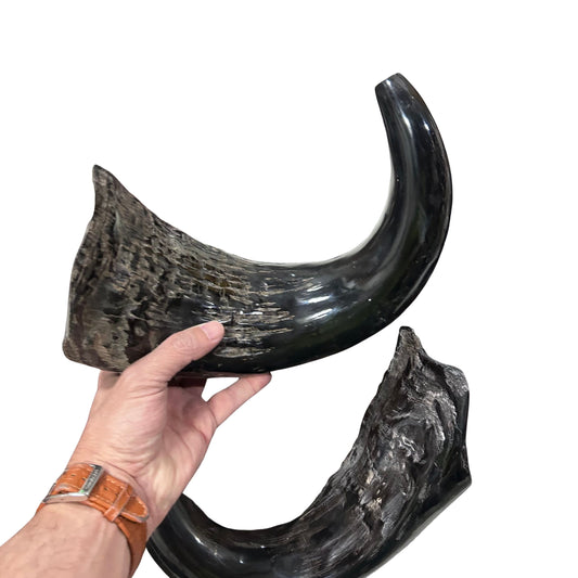 Cape Buffalo Yemenite Shofars