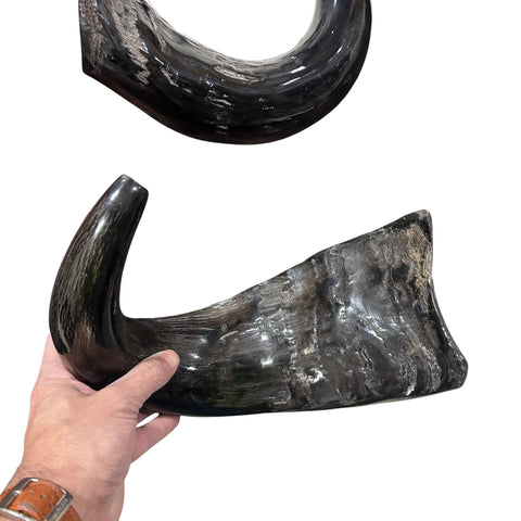 Cape Buffalo Yemenite Shofars