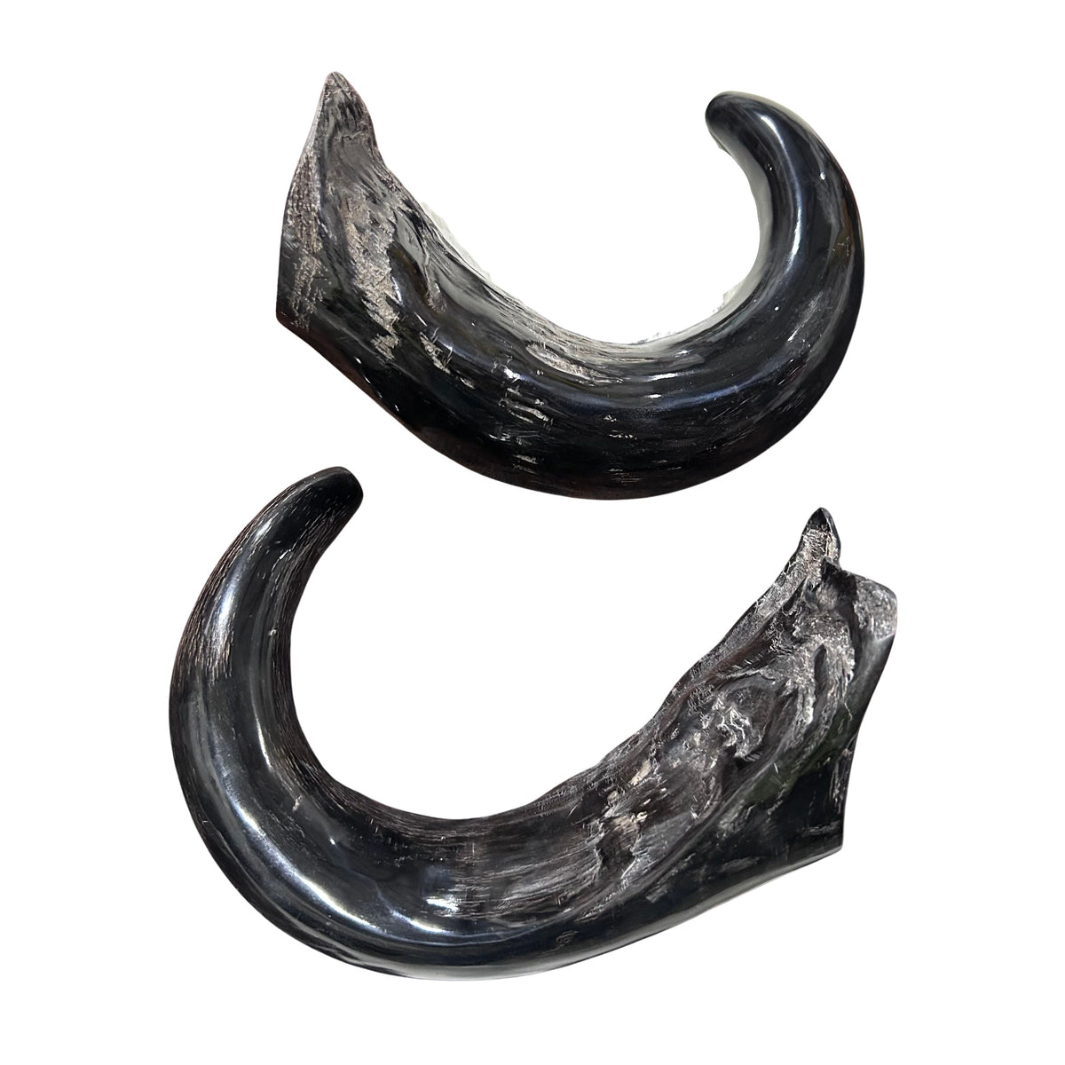 Cape Buffalo Yemenite Shofars